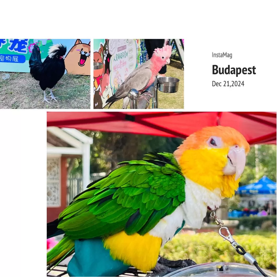 旅游推荐4天三夜 厦门⚡漳州之旅-不穷游也不富游的旅游攻略-day2