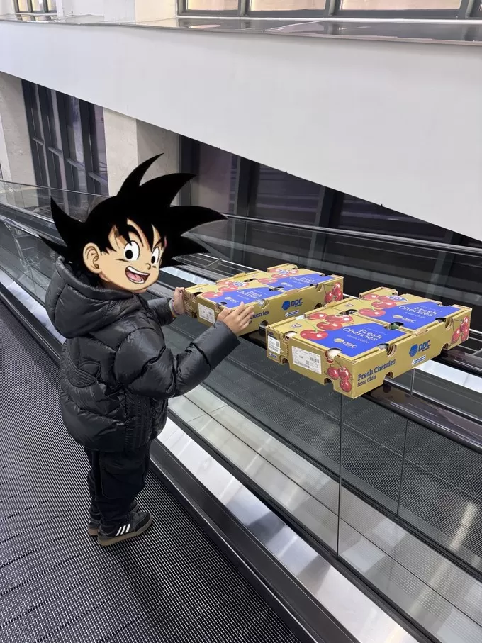 💗年货采购少不了山姆的车厘子啊