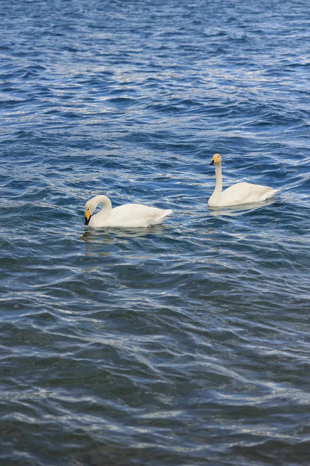 旅游推荐一人游：新📢疆伊犁：windows桌面生成器罢了