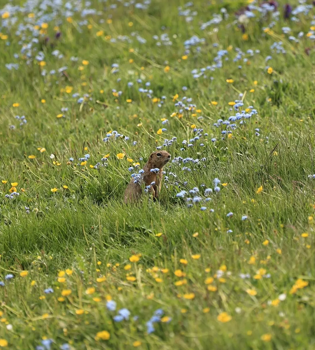 旅游推荐一人游：新📢疆伊犁：windows桌面生成器罢了