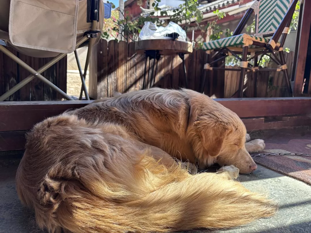 旅游推荐一人🤬游：丽江香格里拉六天游