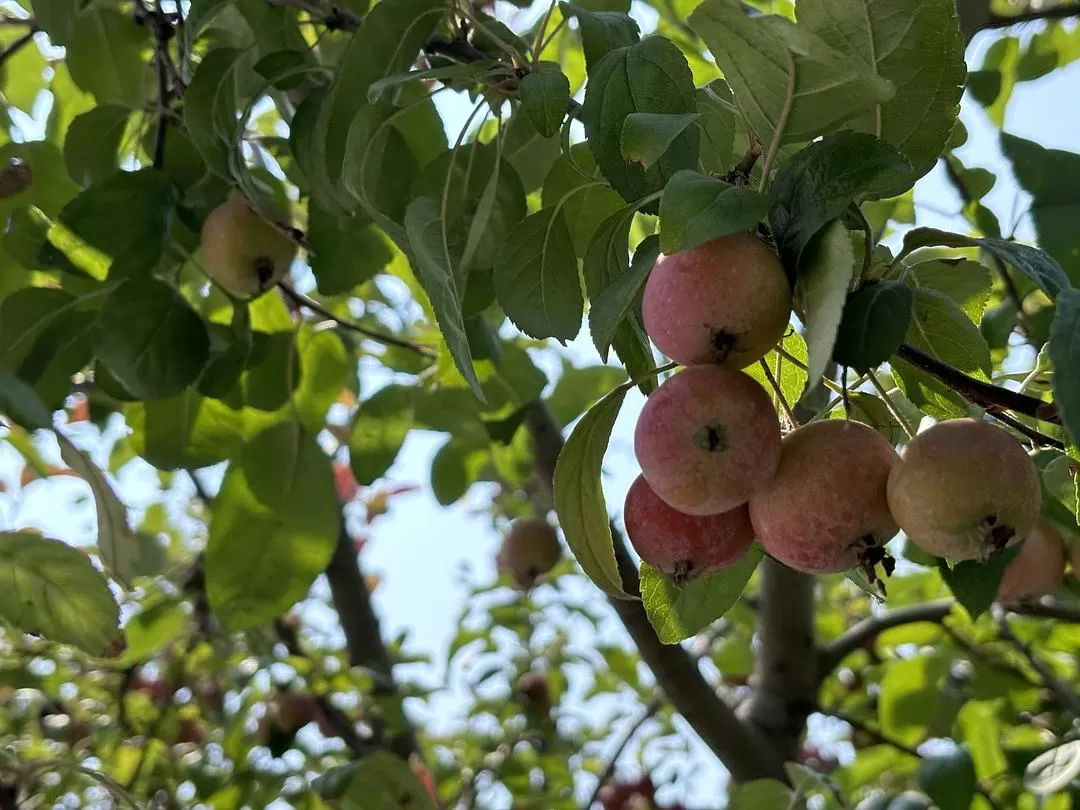 旅游推荐一人游：开封两💯日半游