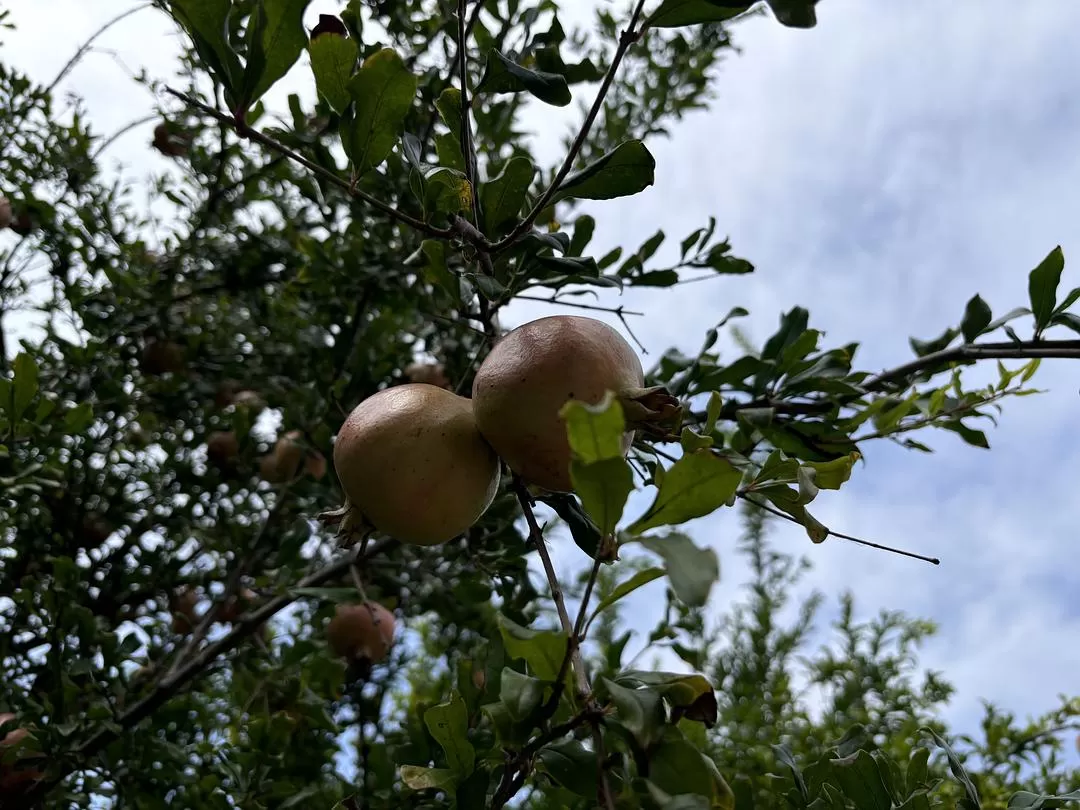 旅游推荐一人游：开封两💯日半游