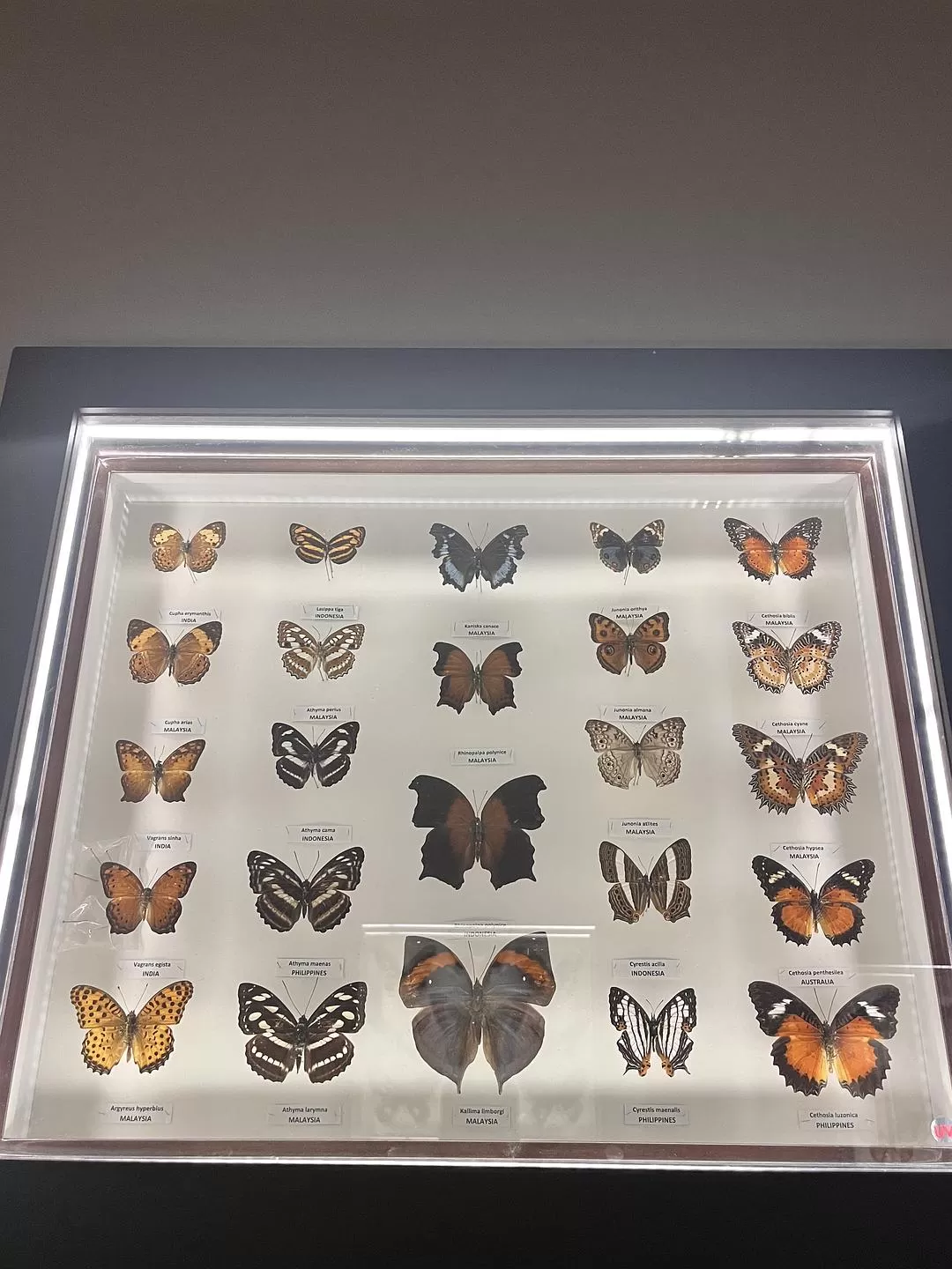 旅游推荐国外游：独闯马来西亚游记·蕉风椰🤬雨南洋梦-01槟城篇