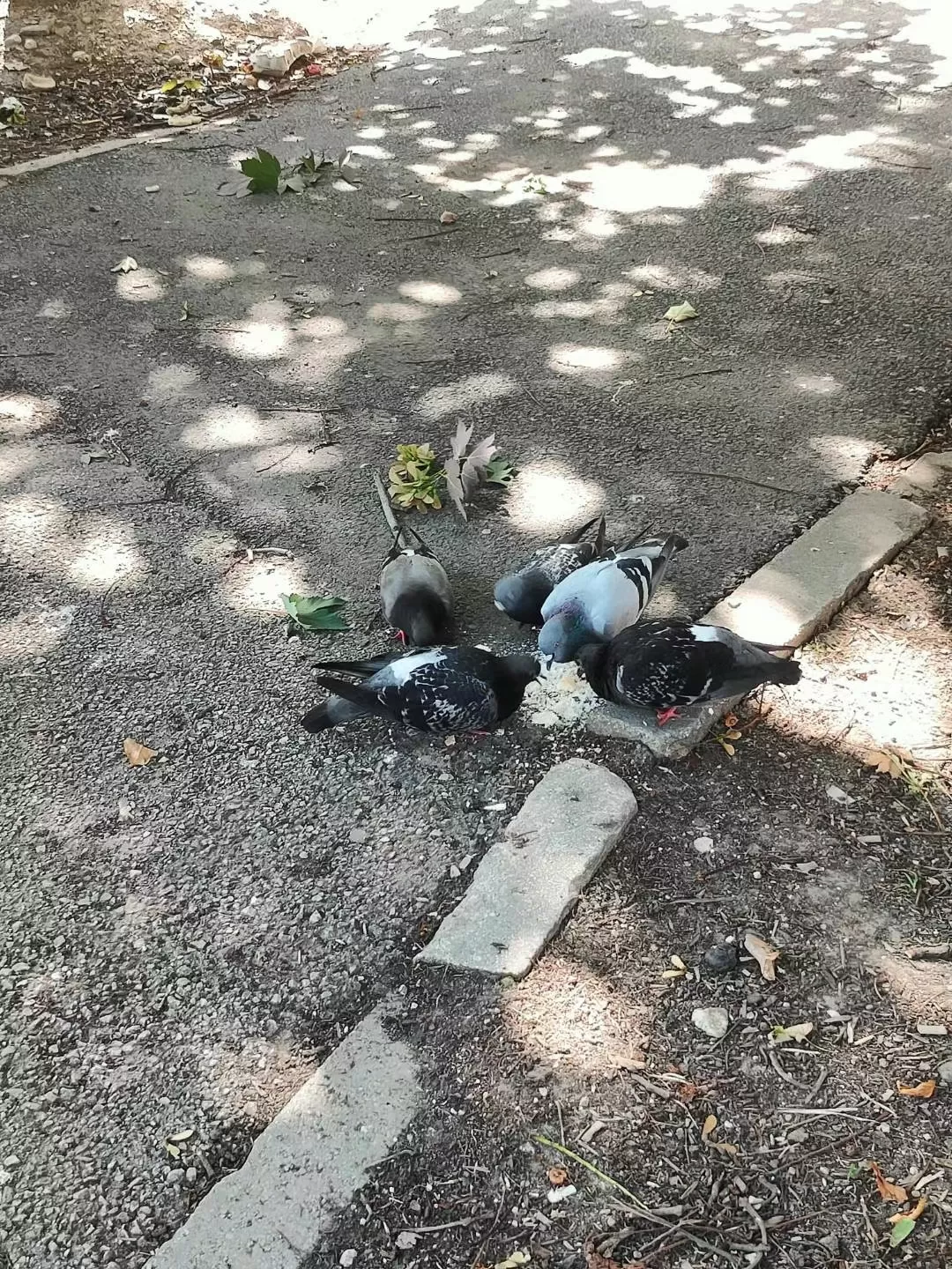 旅游推荐国外游：在一战起源💢地萨拉热窝，和当地人散步🚶