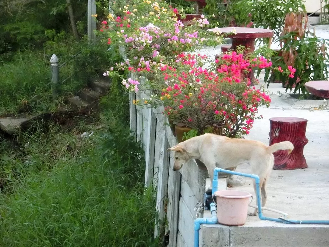 旅游推荐国外游：在泰北骑个车🚲，在泰南坐火车🚉玩点不一样的🥈！！（更完啦！大家有什么想多了解的我再补！）