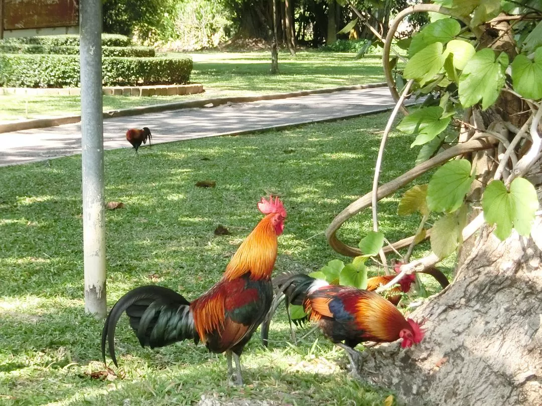 旅游推荐国外游:在泰北骑个车🚲,在泰南坐火车🚉玩点不一样的🥈!!(更完啦!大家有什么想多了解的我再补!)