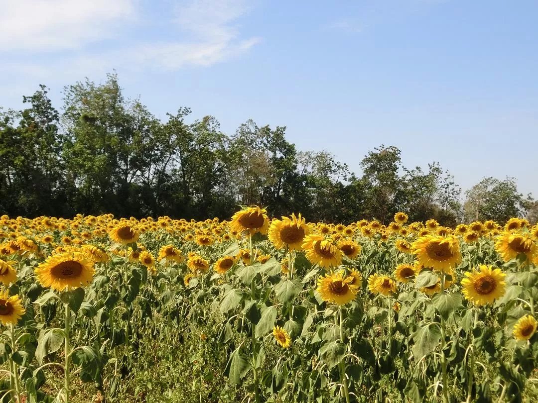 旅游推荐国外游：在泰北骑个车🚲，在泰南坐火车🚉玩点不一样的🥈！！（更完啦！大家有什么想多了解的我再补！）