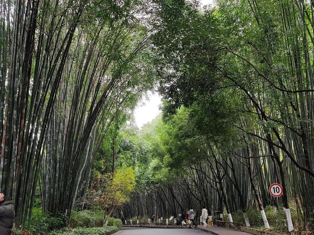 💞旅游推荐一人游：成都