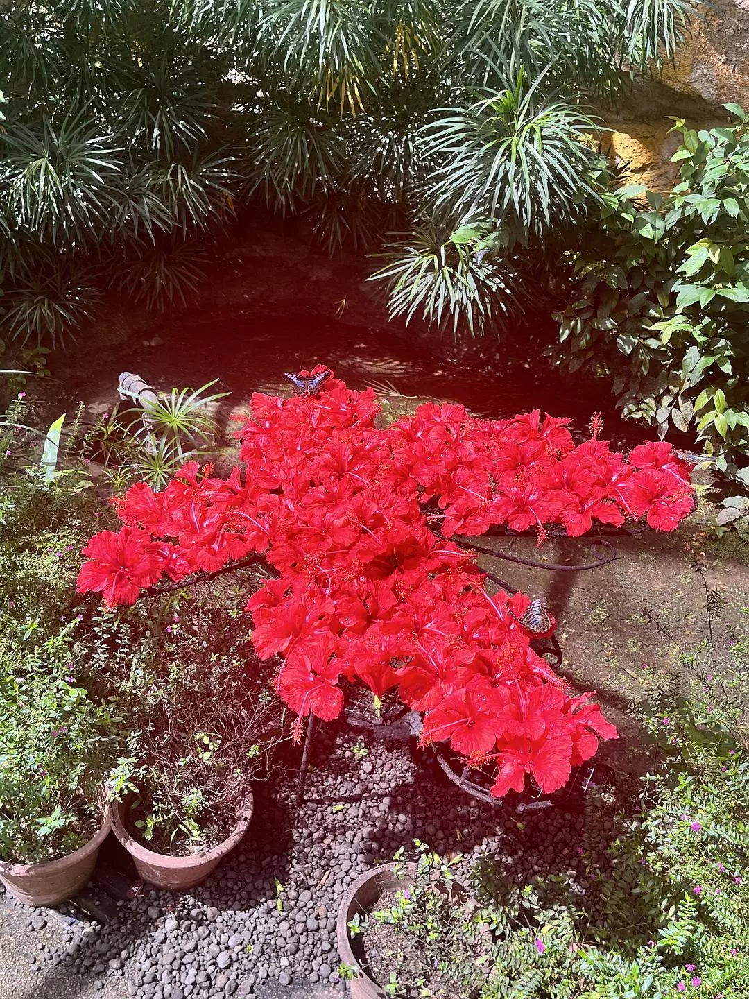 旅游推荐国外游:独闯马来西亚游记·蕉风椰🤬雨南洋梦-01槟城篇