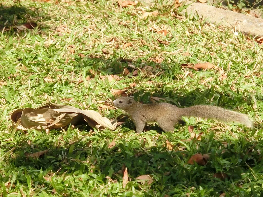 旅游推荐国外游：在泰北骑个车🚲，在泰南坐火车🚉玩点不一样的🥈！！（更完啦！大家有什么想多了解的我再补！）
