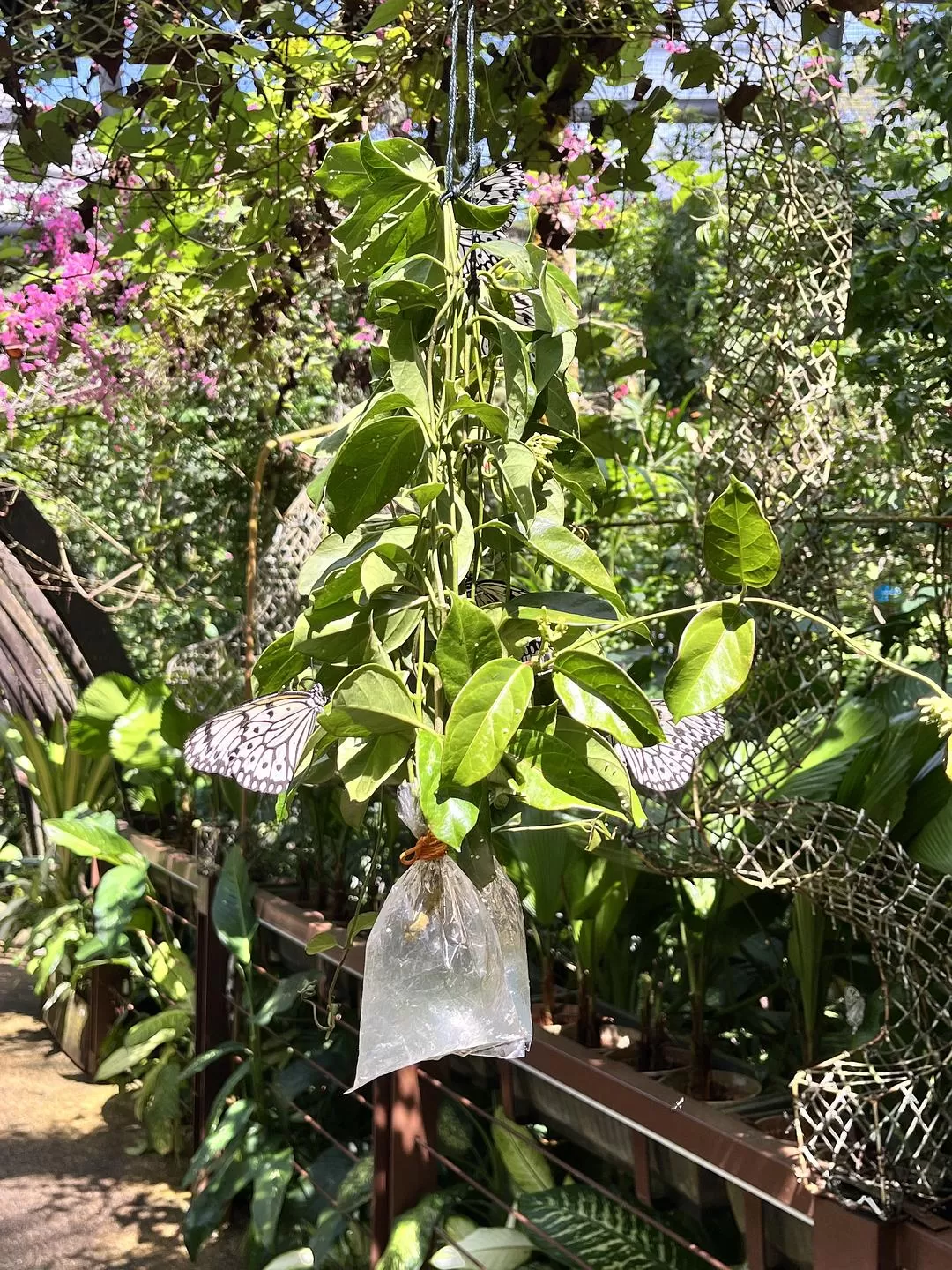 旅游推荐国外游：独闯马来西亚游记·蕉风椰🤬雨南洋梦-01槟城篇