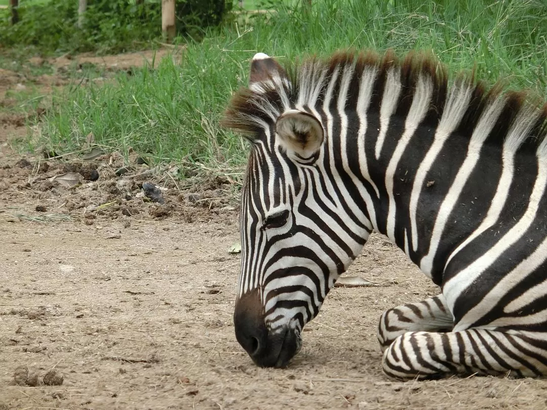 旅游推荐国外游：在泰北骑个车🚲，在泰南坐火车🚉玩点不一样的🥈！！（更完啦！大家有什么想多了解的我再补！）