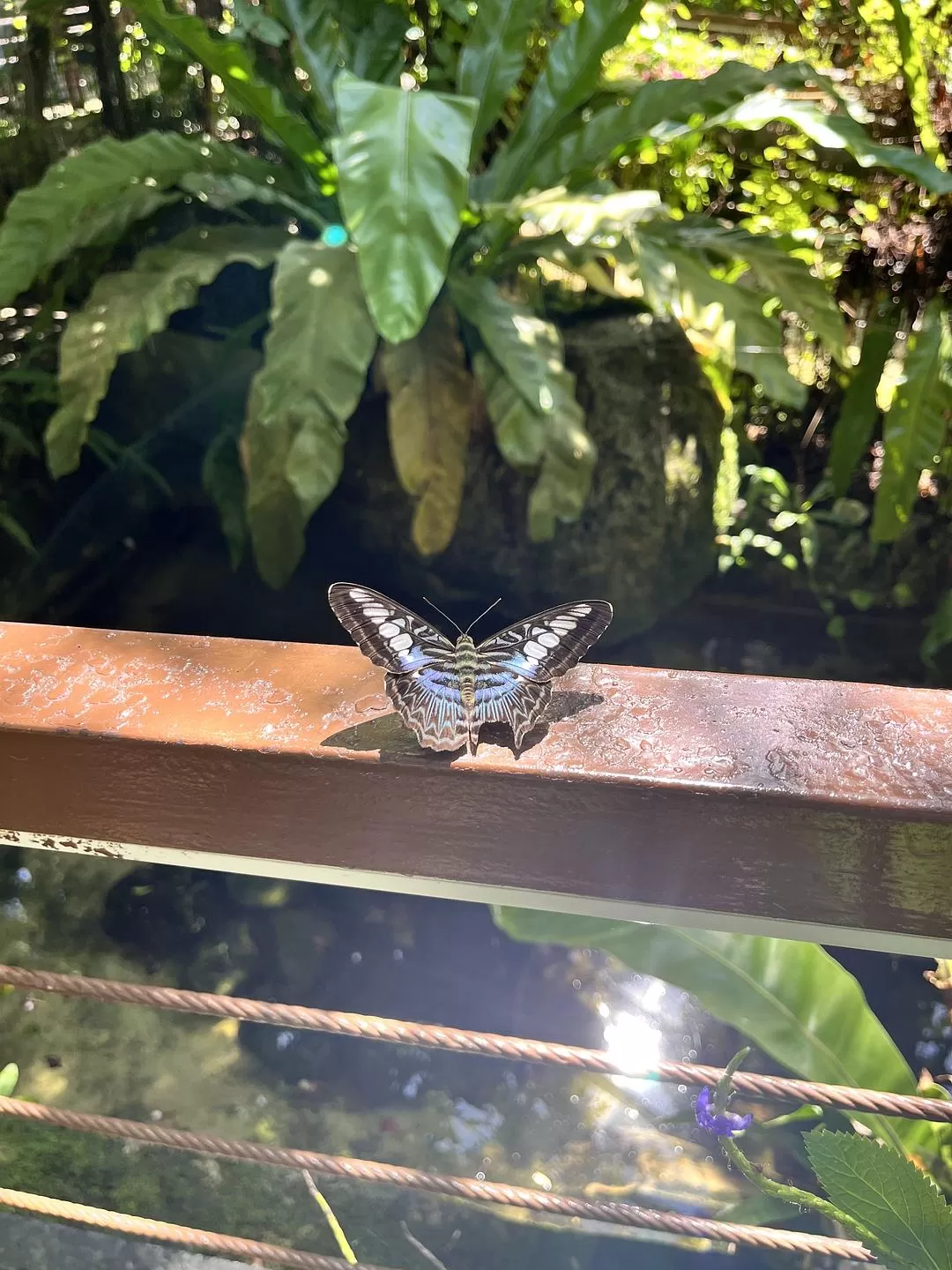 旅游推荐国外游：独闯马来西亚游记·蕉风椰🤬雨南洋梦-01槟城篇