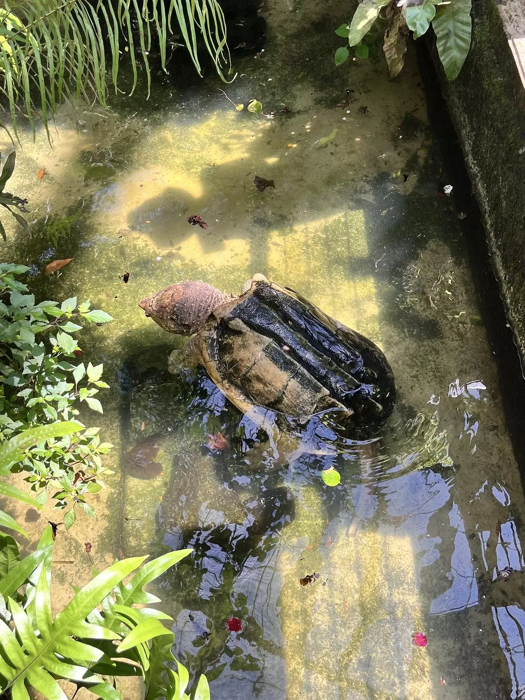 旅游推荐国外游:独闯马来西亚游记·蕉风椰🤬雨南洋梦-01槟城篇