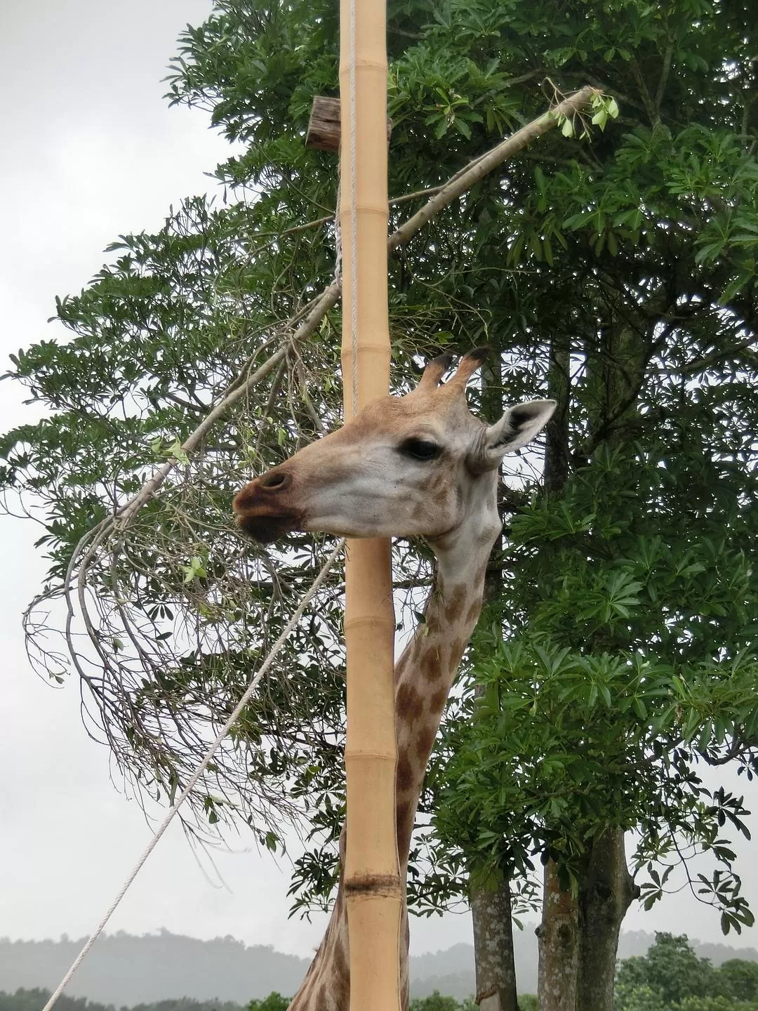 旅游推荐国外游：在泰北骑个车🚲，在泰南坐火车🚉玩点不一样的🥈！！（更完啦！大家有什么想多了解的我再补！）