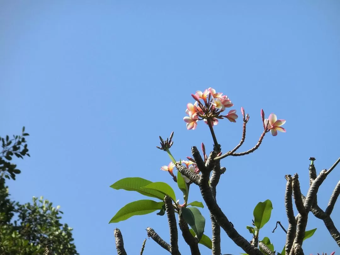 旅游推荐国外游：在泰北骑个车🚲，在泰南坐火车🚉玩点不一样的🥈！！（更完啦！大家有什么想多了解的我再补！）