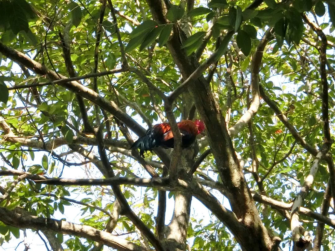 旅游推荐国外游：在泰北骑个车🚲，在泰南坐火车🚉玩点不一样的🥈！！（更完啦！大家有什么想多了解的我再补！）