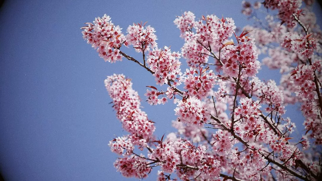 旅游推📢荐一人游：大理一个人的走走停停