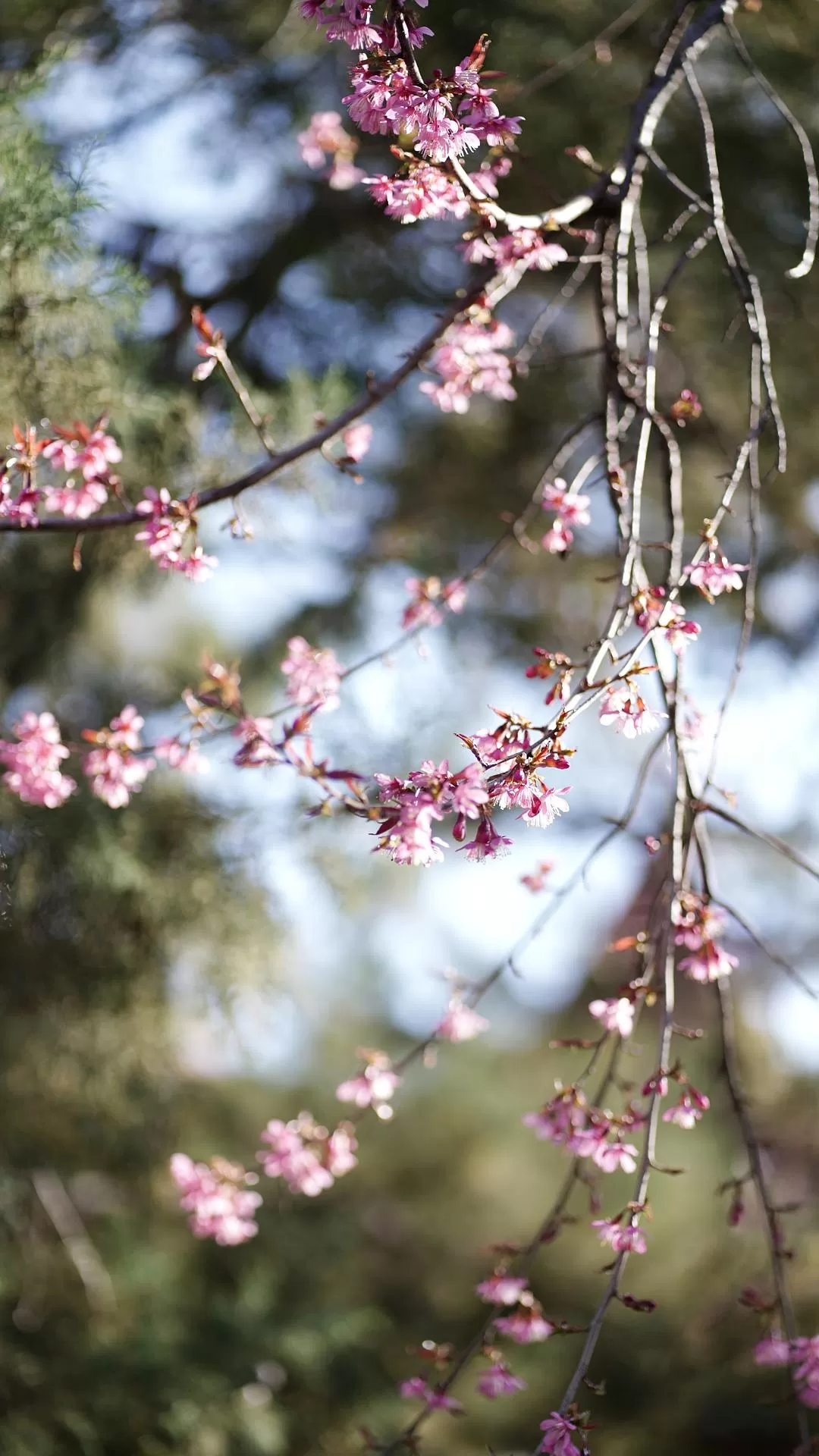 旅游推📢荐一人游：大理一个人的走走停停