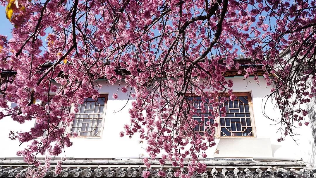 旅游推📢荐一人游：大理一个人的走走停停