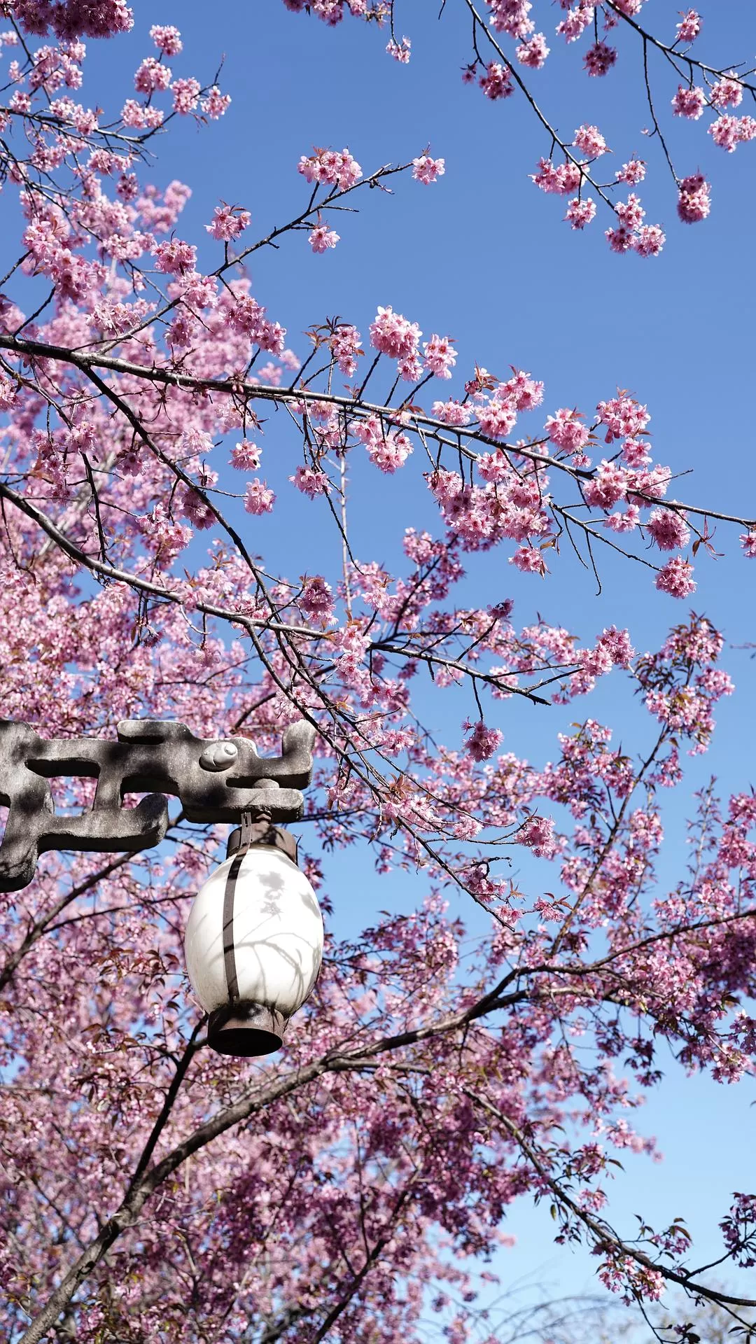 旅游推📢荐一人游：大理一个人的走走停停