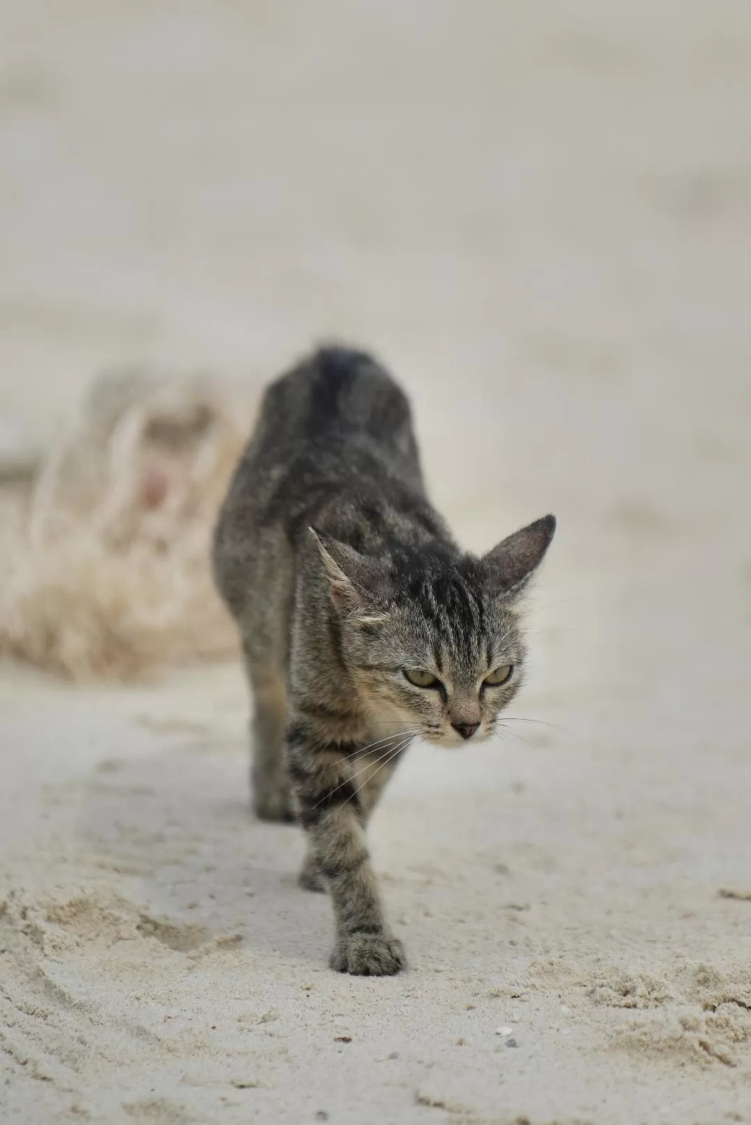旅游推💢荐国外游:八月普吉岛超美 完美的夏天