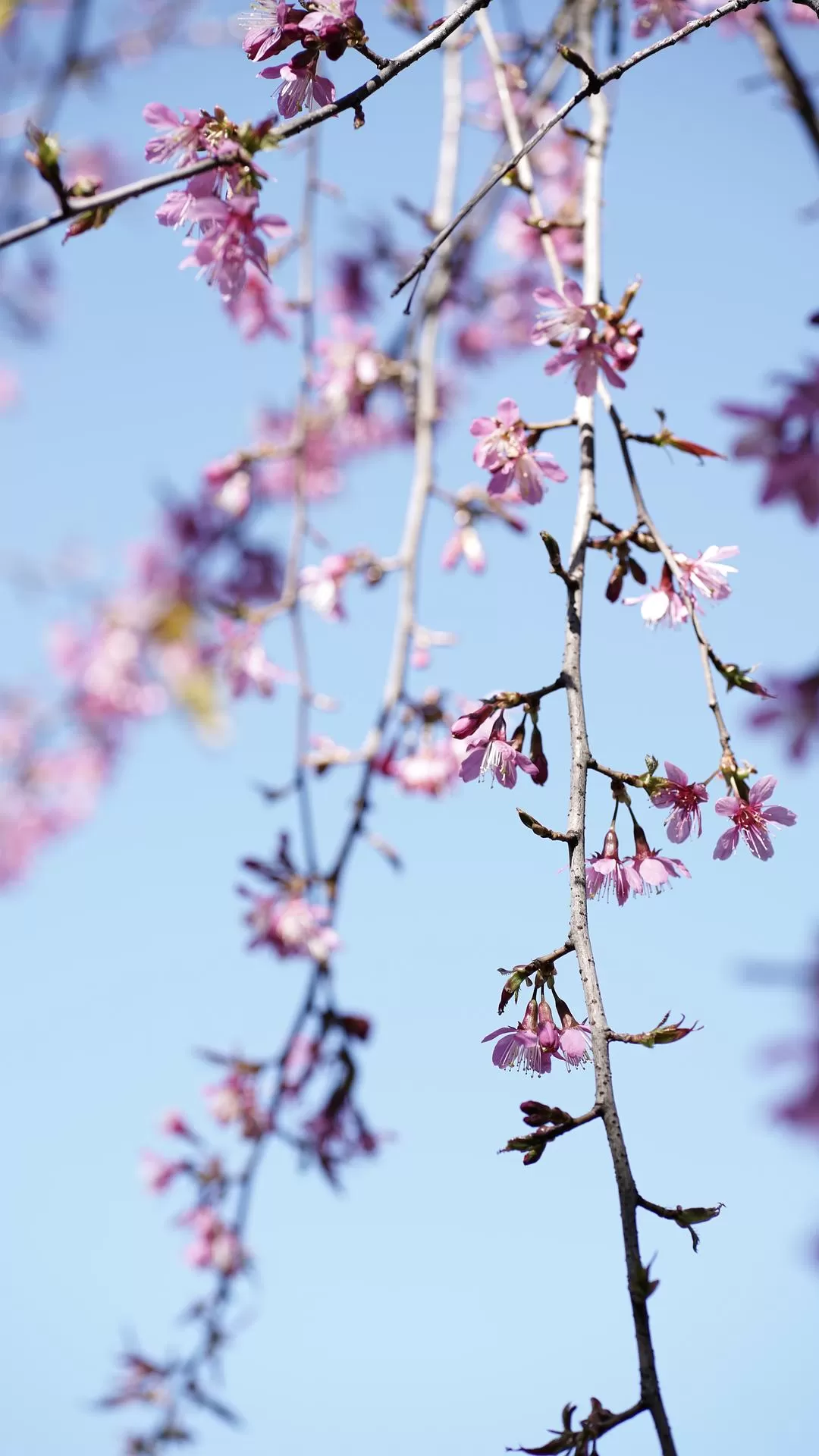 旅游推📢荐一人游：大理一个人的走走停停