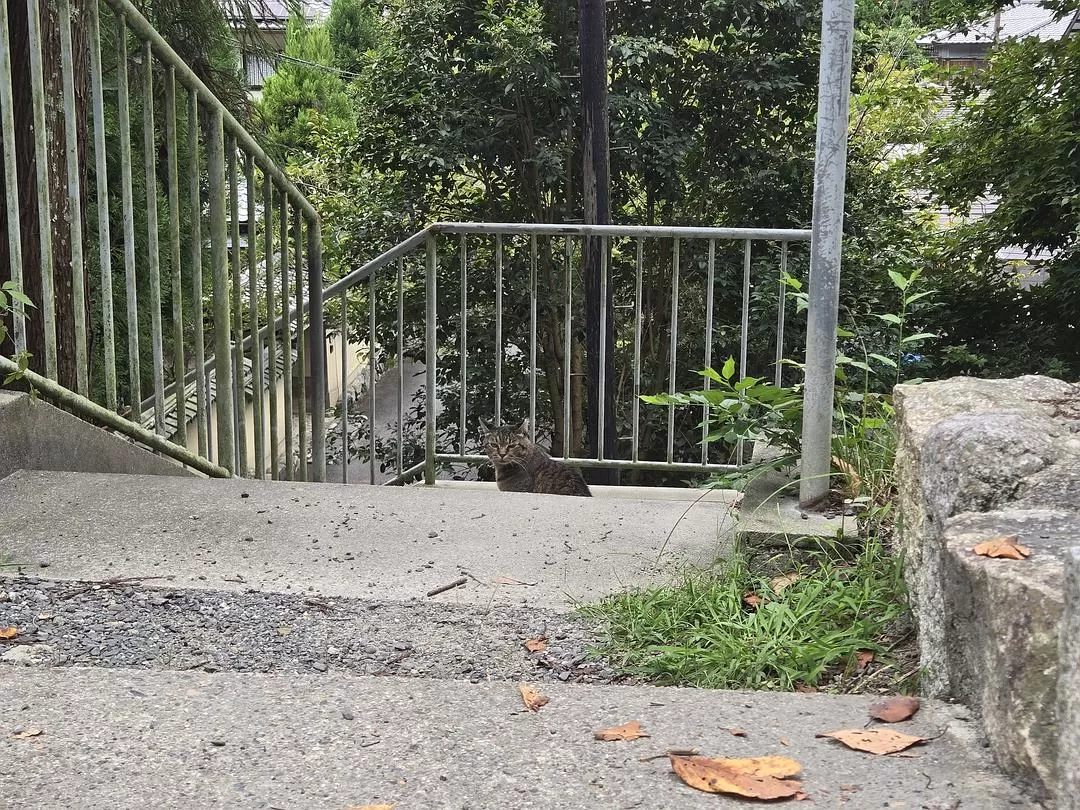 旅游推荐一人游：💝体感40度的天气和日行两万步的关西行