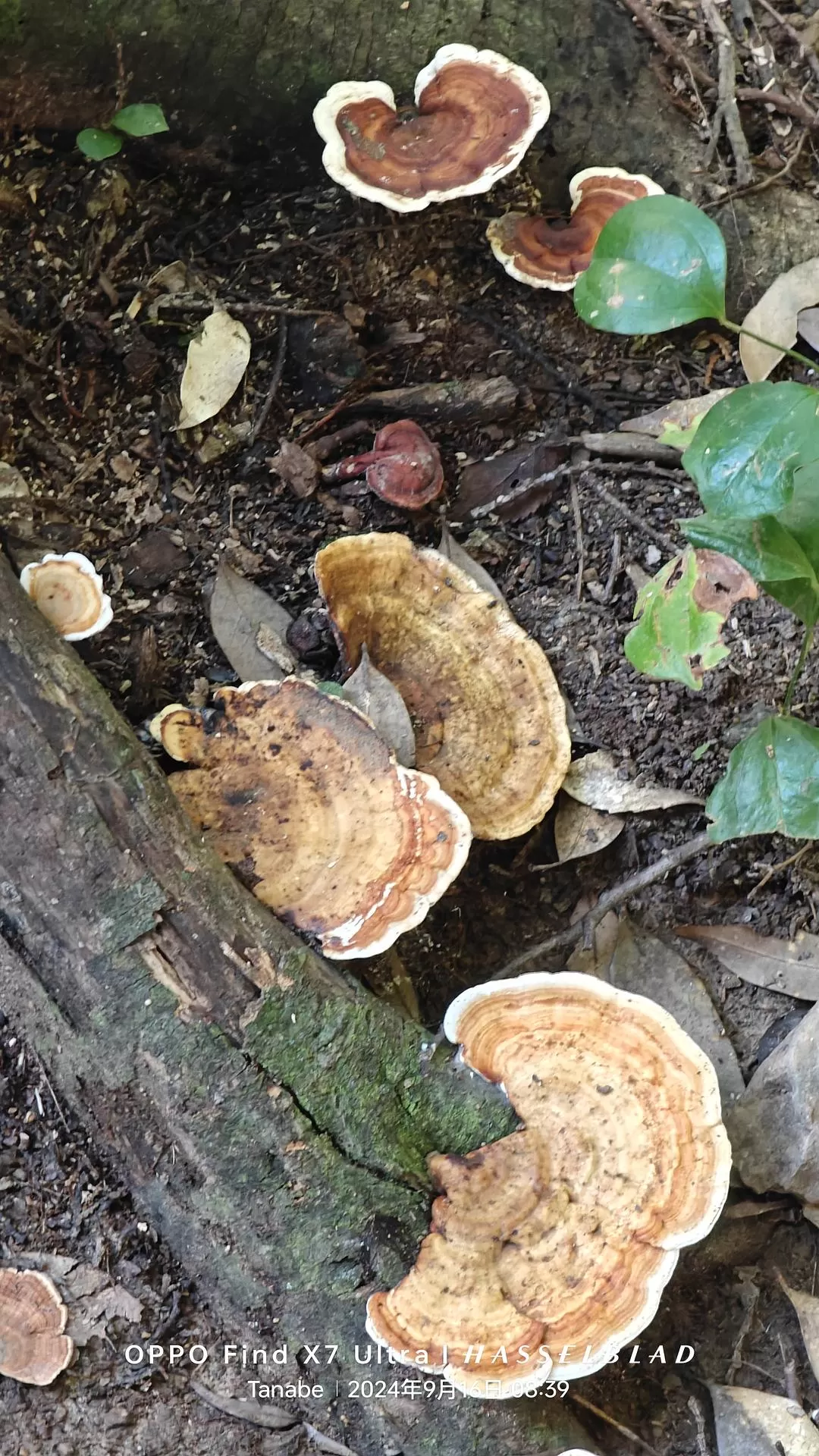 旅游推荐两💓人游：除了吃以外大成功之熊野古道徒步休闲之旅(更新30％)