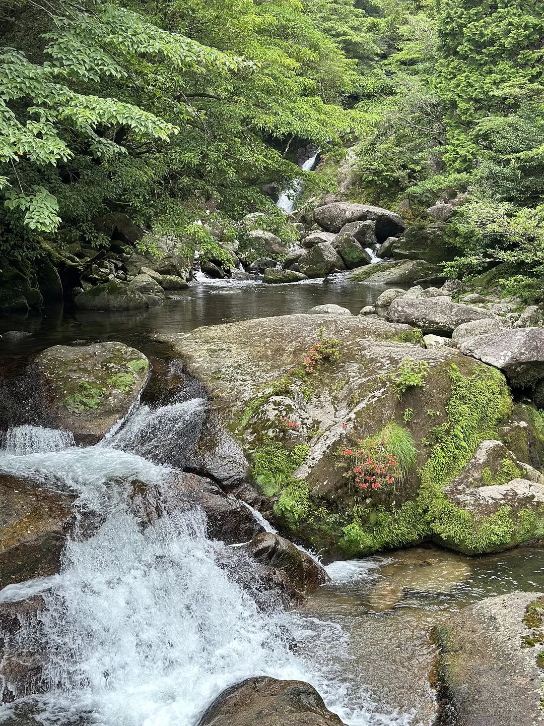 旅游推荐一人游：日本真是最最适合solo trip的🧧地方了（更新中