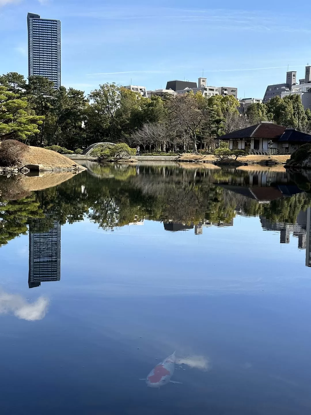 旅游推荐一人游：日本真是最最适合solo trip的🧧地方了（更新中