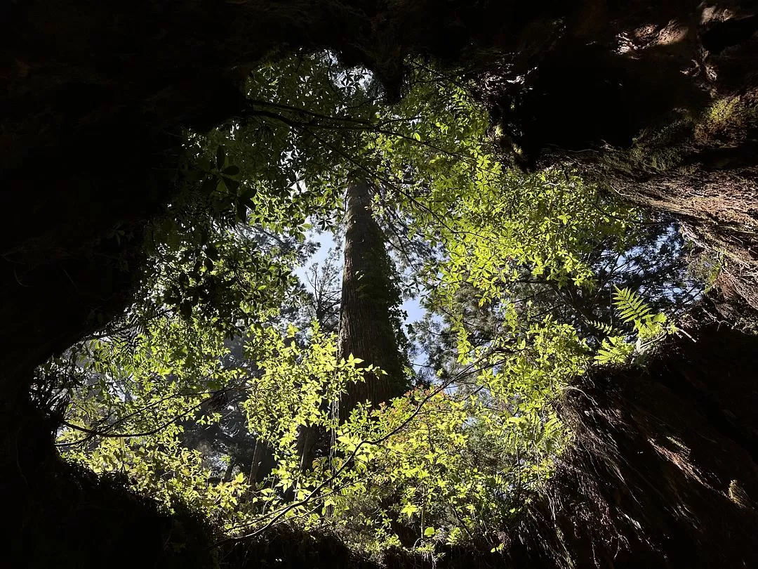 旅游推荐一人游：日本真是最最适合solo trip的🧧地方了（更新中