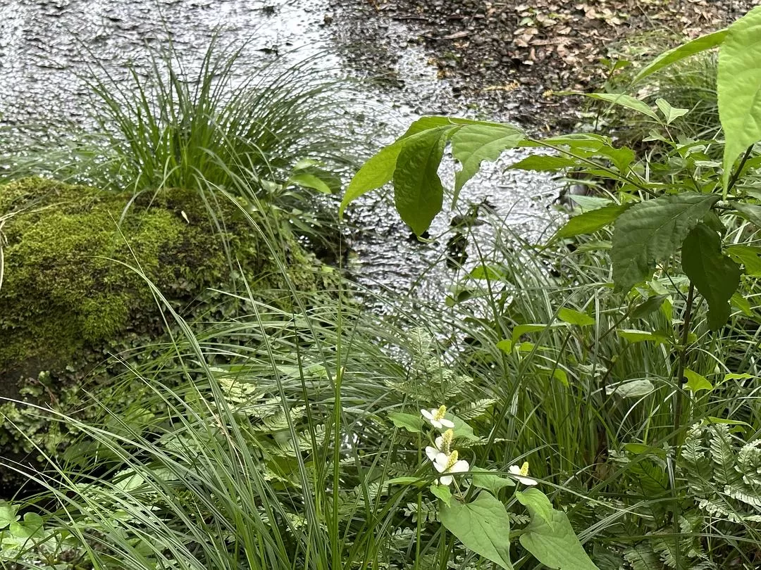 旅游推荐一人游：日本真是最最适合solo trip的🧧地方了（更新中