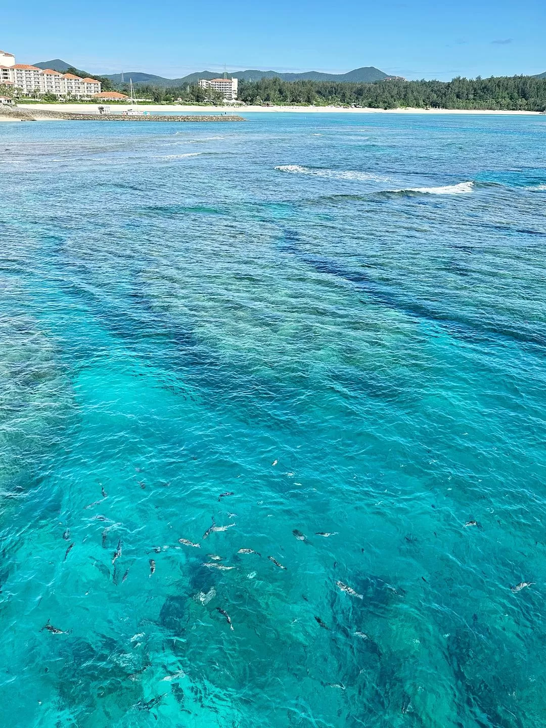旅游推荐一人游：日本真是最最适合solo trip的🧧地方了（更新中
