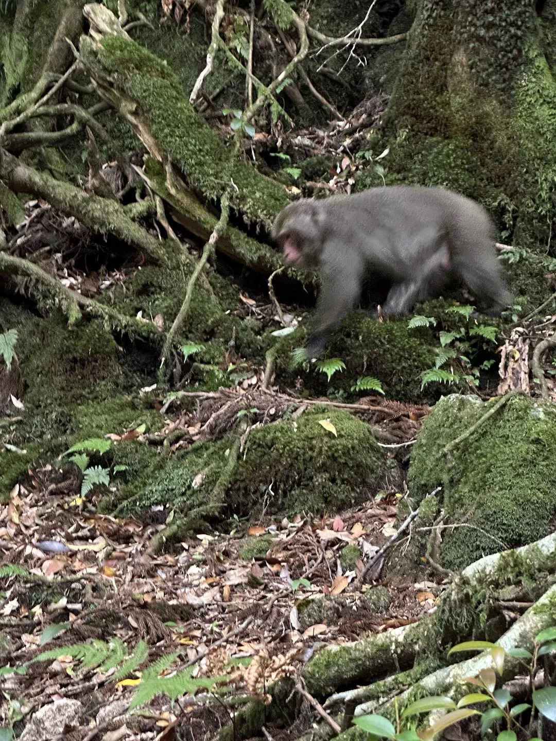 旅游推荐一人游：日本真是最最适合solo trip的🧧地方了（更新中