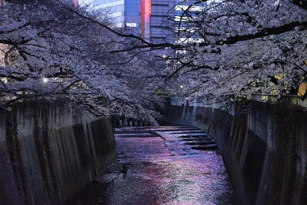 旅游推荐一人游：日本真是最最适合solo trip的🧧地方了（更新中