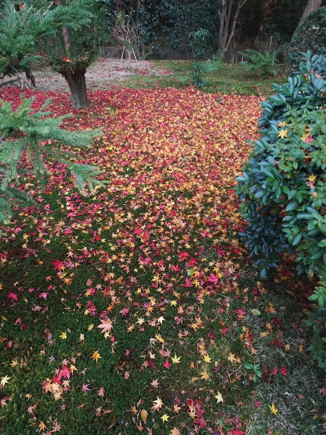 旅游推荐两人游：12.17-30日本14日(二)东京5日（续）🏅+京都5日