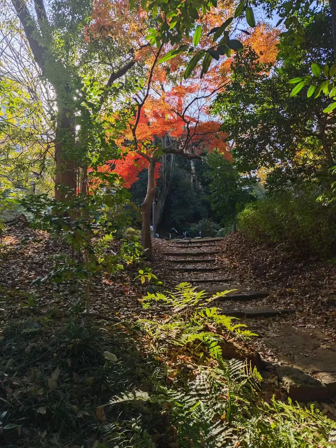 旅游推荐两人游：12.17-30日本14日(二)东京5日（续）🏅+京都5日