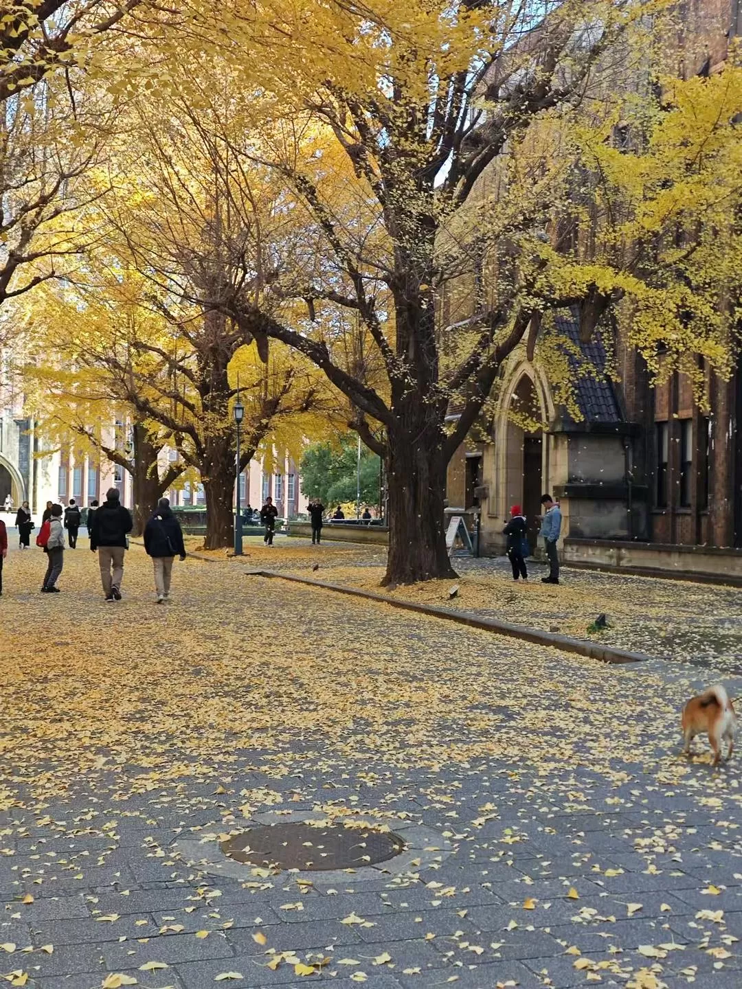 旅游推荐两人游：12.17-30日本14日(二)东京5日（续）🏅+京都5日