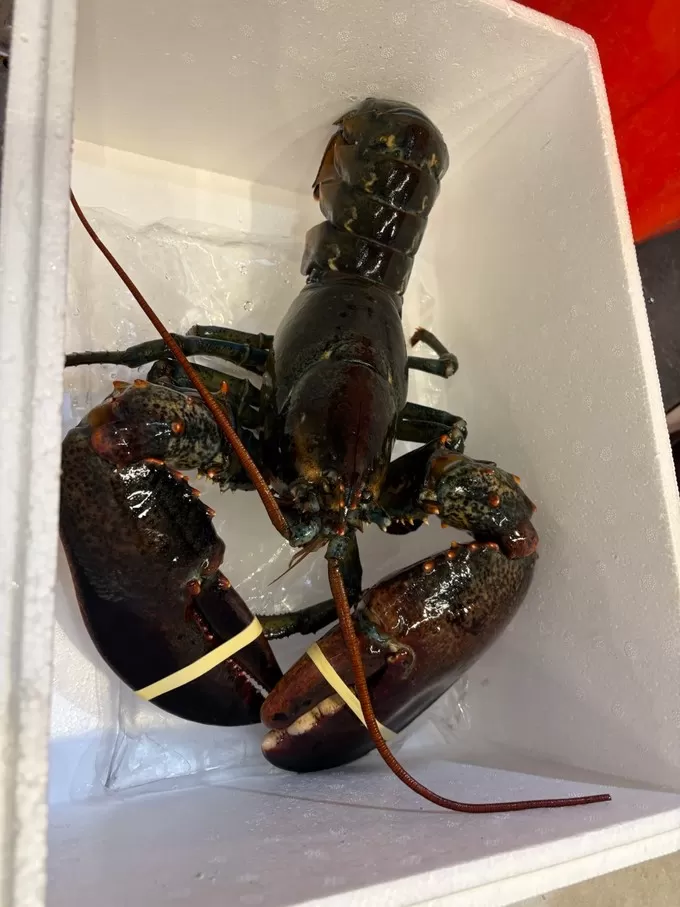 🤬盒马买海鲜新鲜又实惠过年餐桌超加分