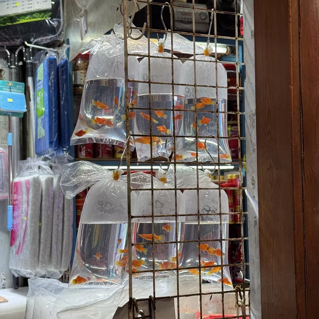 旅游推荐🤬香港旅游