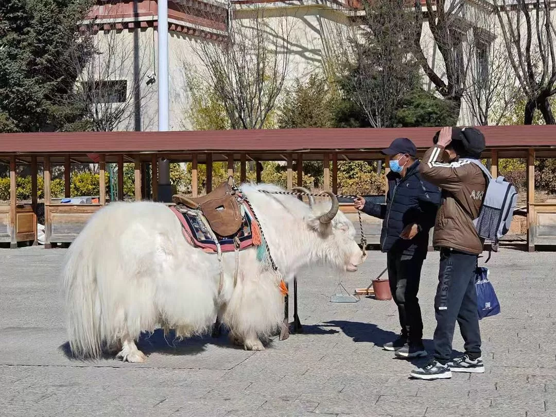 旅游推荐🔥丽江-香格里拉 7日游