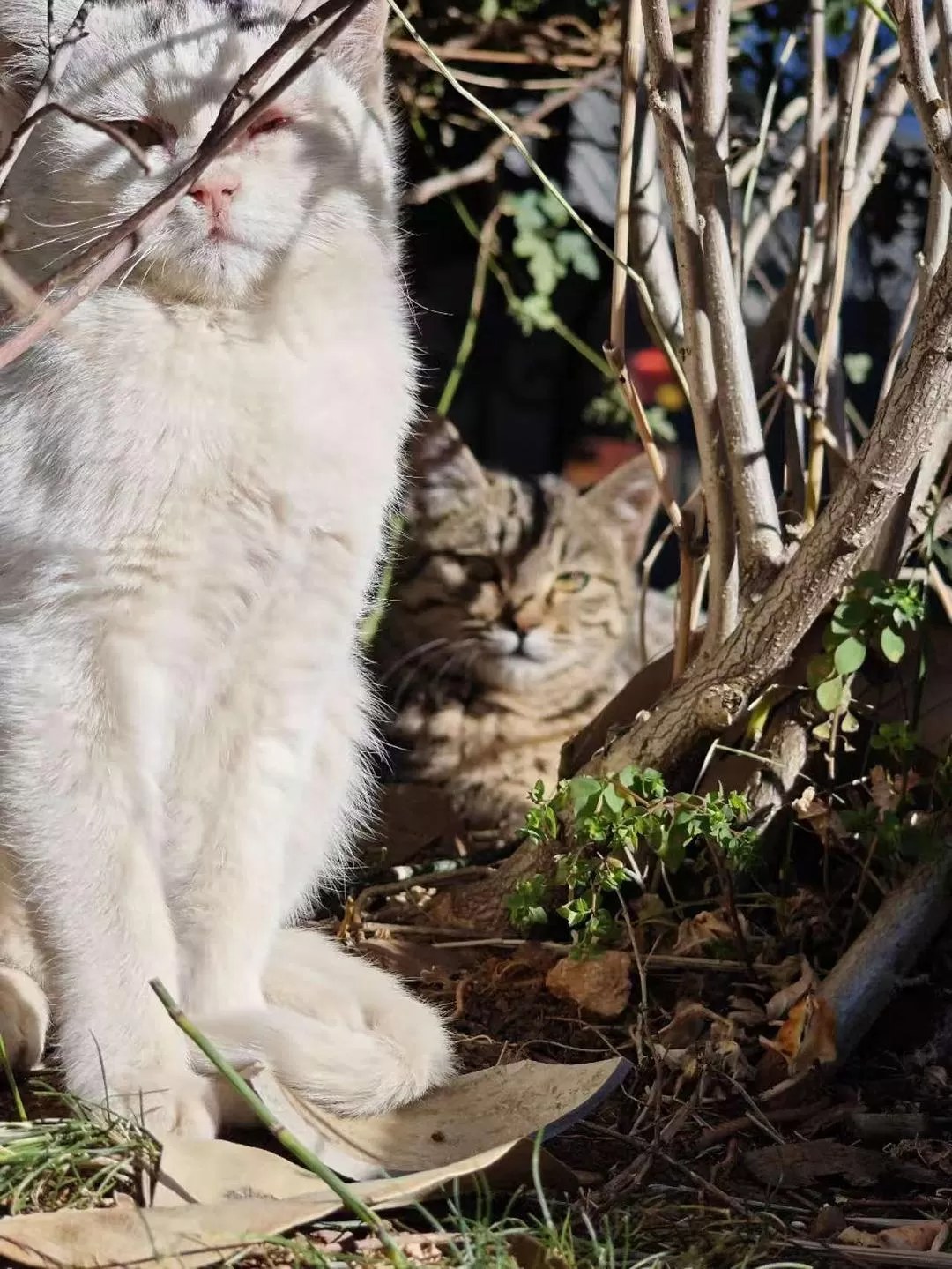 旅游推荐🔥丽江-香格里拉 7日游