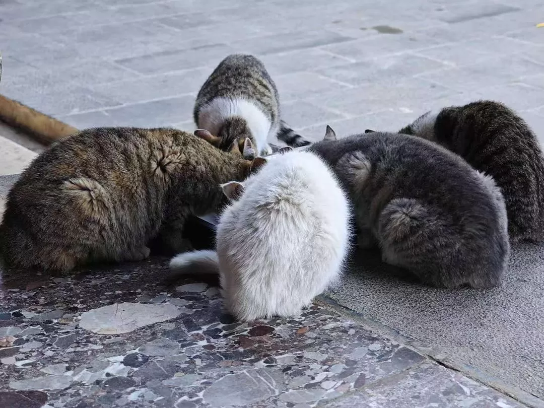 旅游推荐🔥丽江-香格里拉 7日游