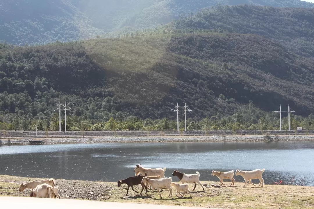 旅游推荐🔥丽江-香格里拉 7日游