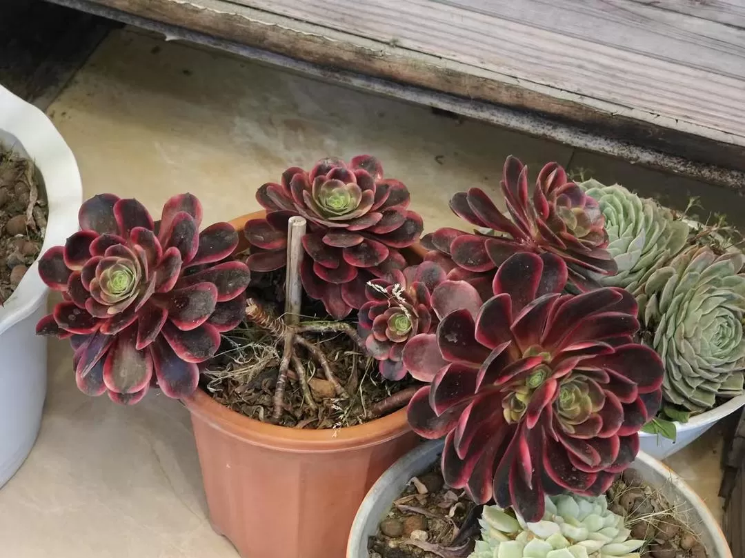 旅游推荐🔥丽江-香格里拉 7日游