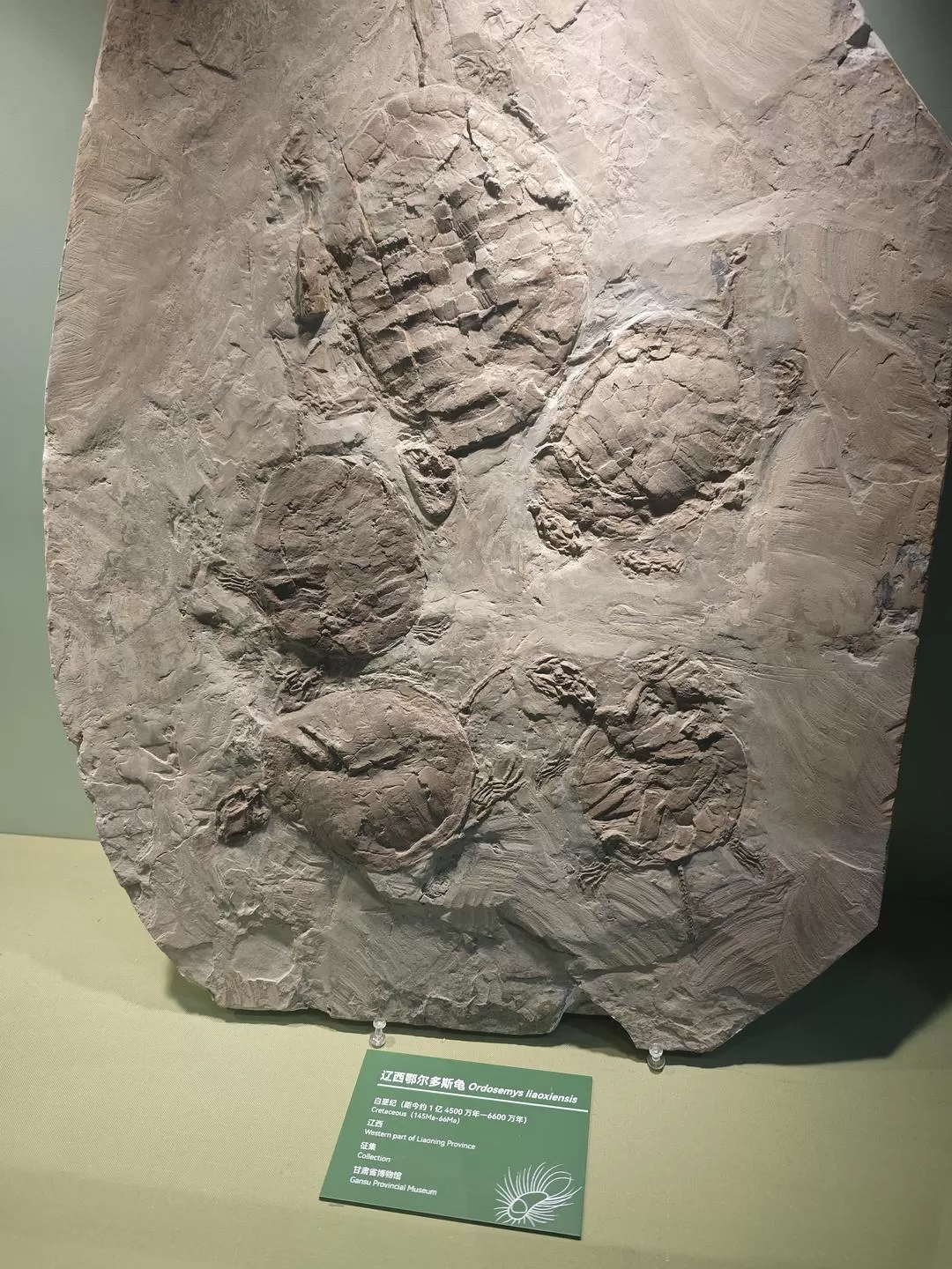 旅游推荐🈲一人游：兰州-西宁-拉萨-林芝*1