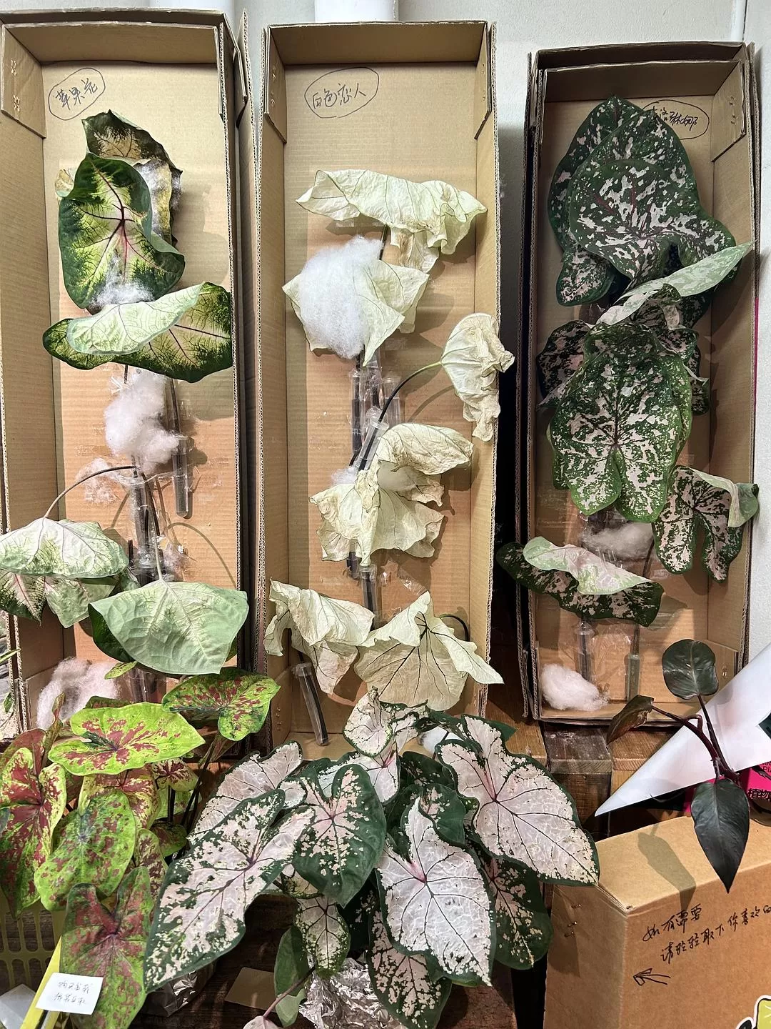 旅游推荐💥一人游：西双版纳-普洱-玉溪-昆明米线之旅成功