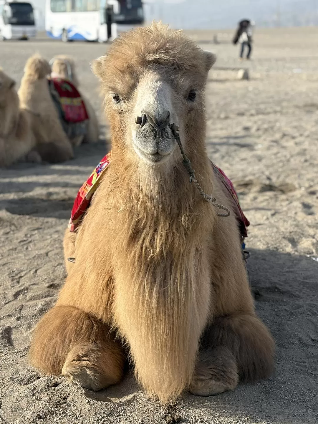 旅游推荐🉑一人游：春节成功的甘肃之旅